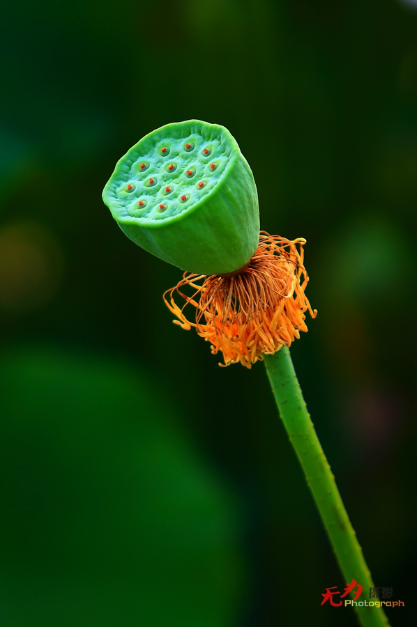 曲江-荷韵 (23).JPG