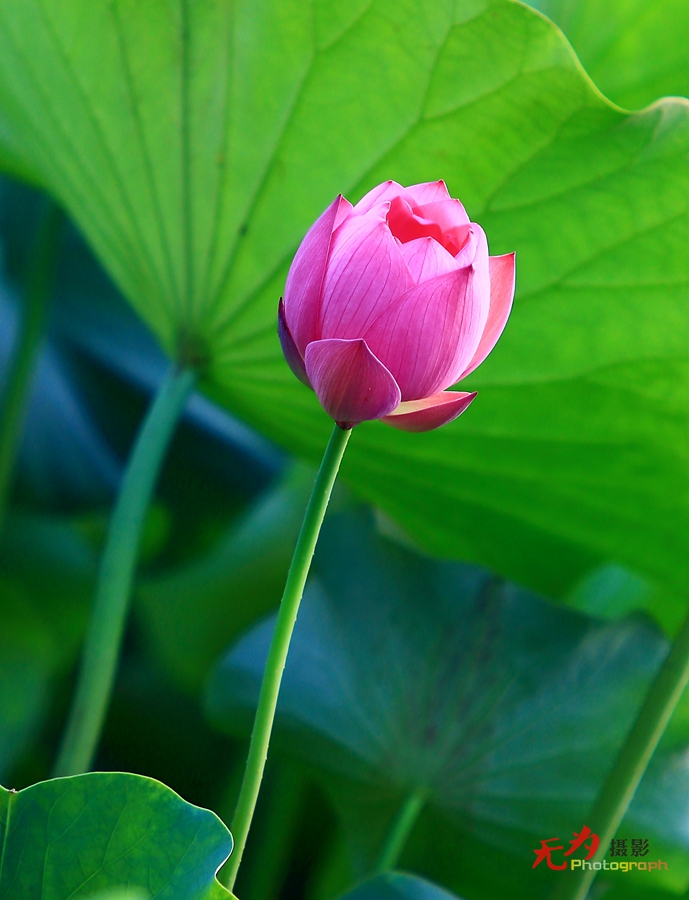 曲江-荷韵 (25).JPG