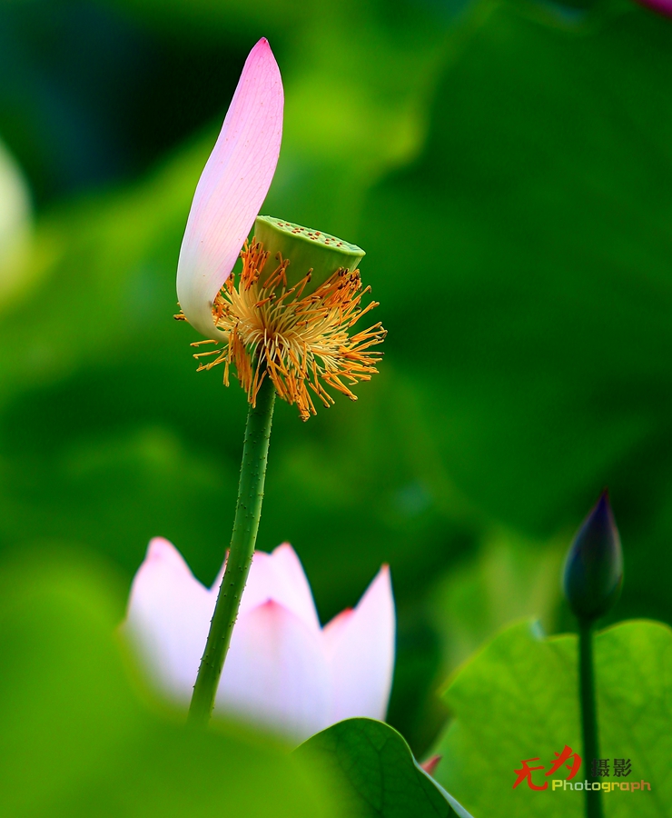 曲江-荷韵 (26).JPG