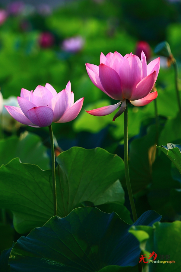 曲江-荷韵 (27).JPG