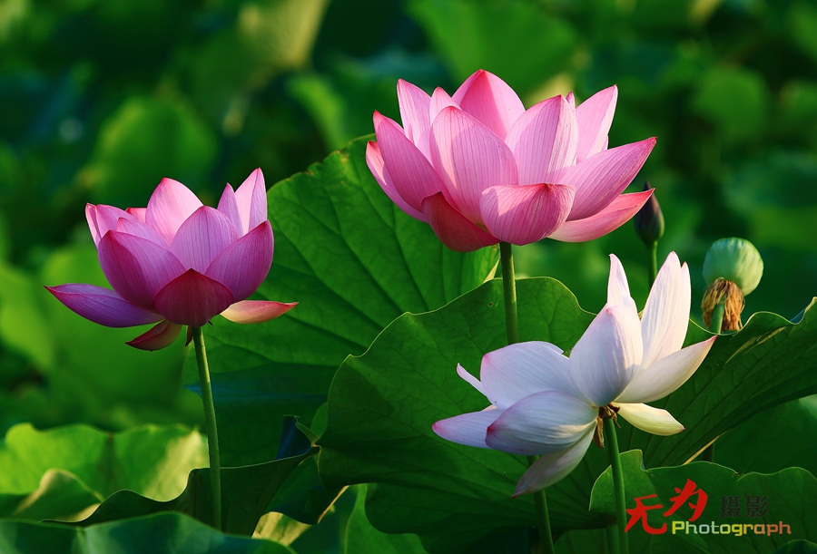 曲江-荷韵 (28).JPG