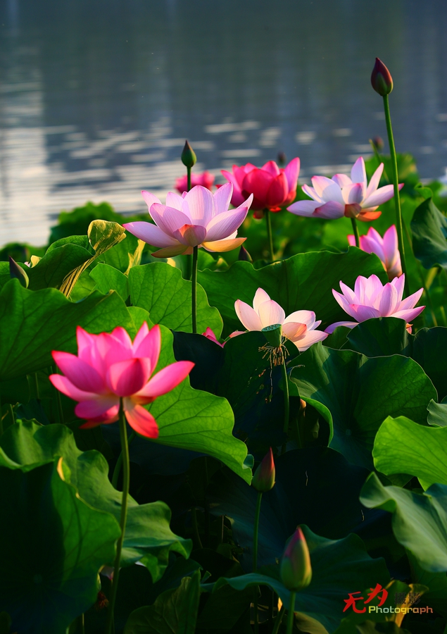 曲江-荷韵 (30).JPG