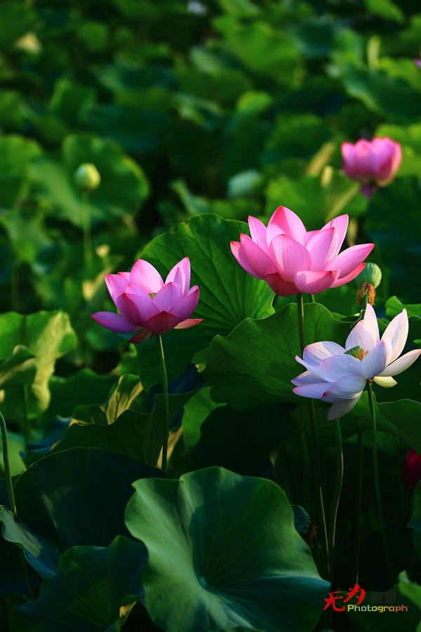 曲江-荷韵 (31).JPG