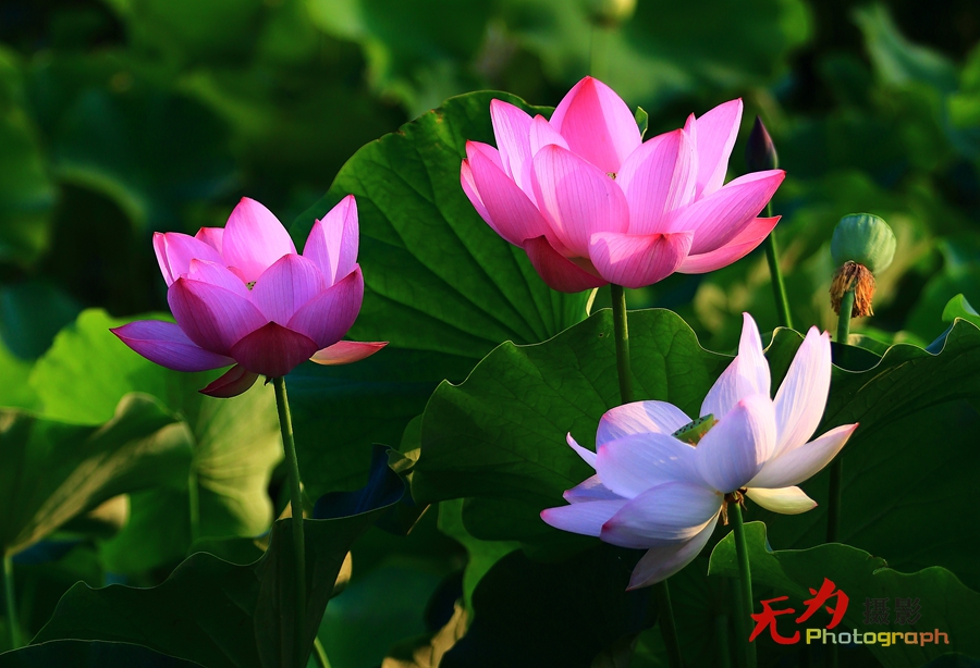 曲江-荷韵 (32).JPG