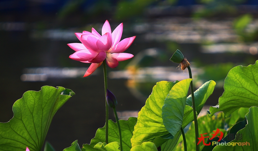 曲江-荷韵 (33).JPG