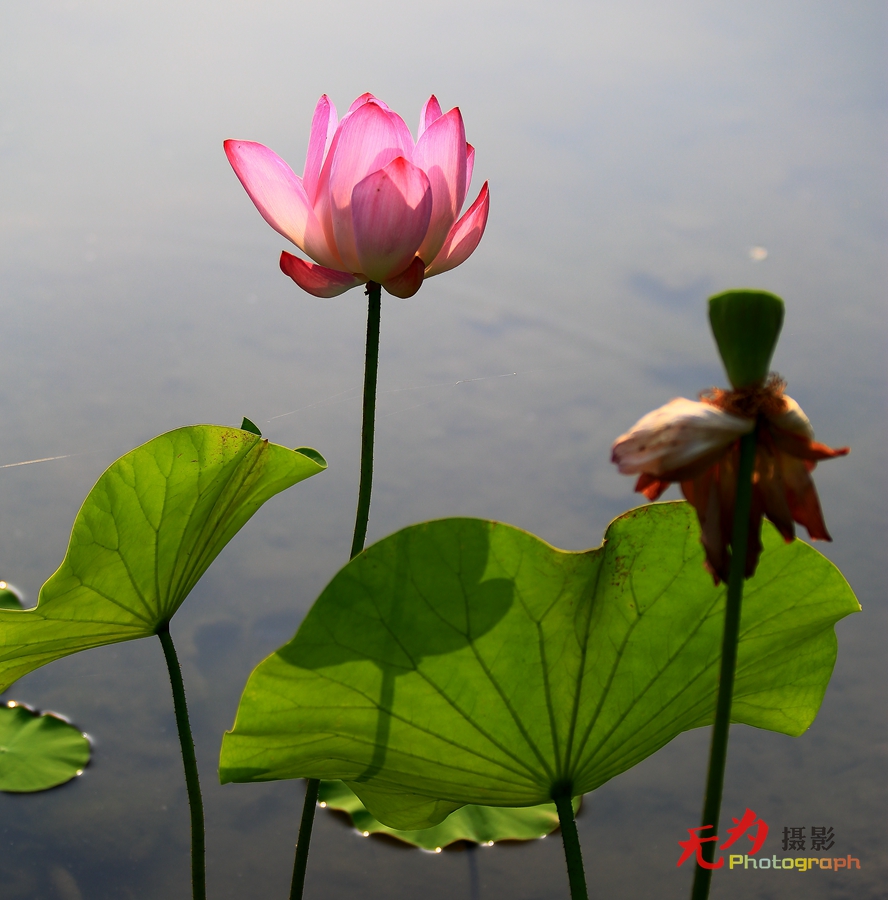 曲江-荷韵 (35).JPG