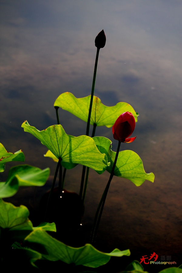 曲江-荷韵 (36).JPG