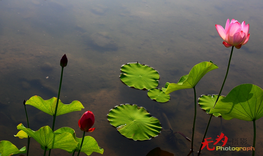 曲江-荷韵 (38).JPG