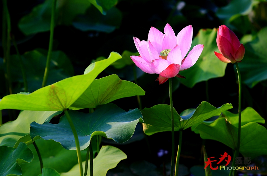 曲江-荷韵 (39).JPG