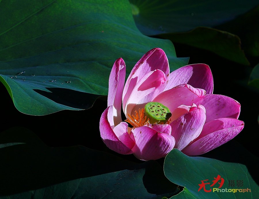 曲江-荷韵 (01).JPG