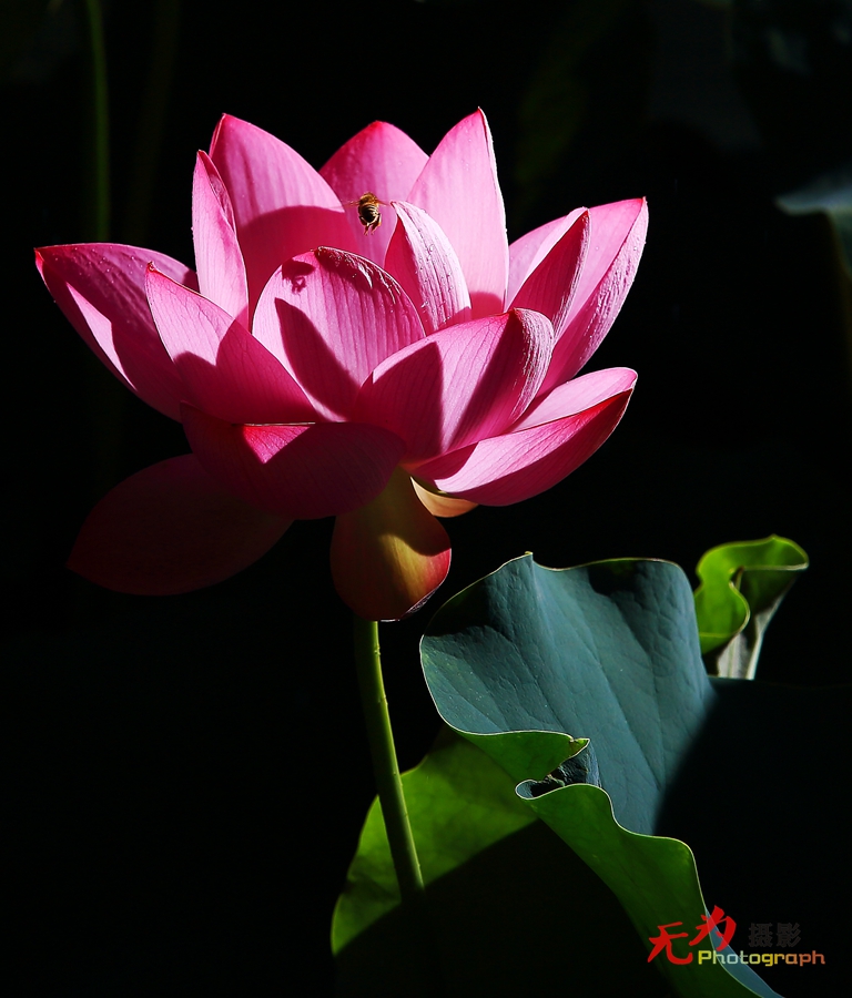 曲江-荷韵 (02).JPG