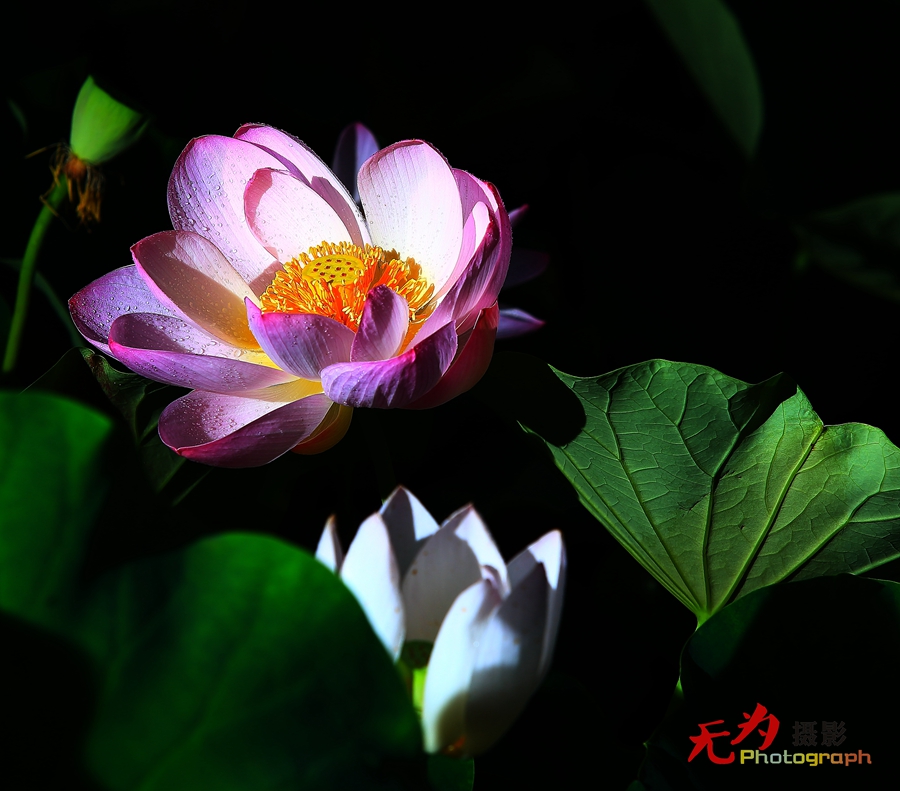 曲江-荷韵 (04).JPG