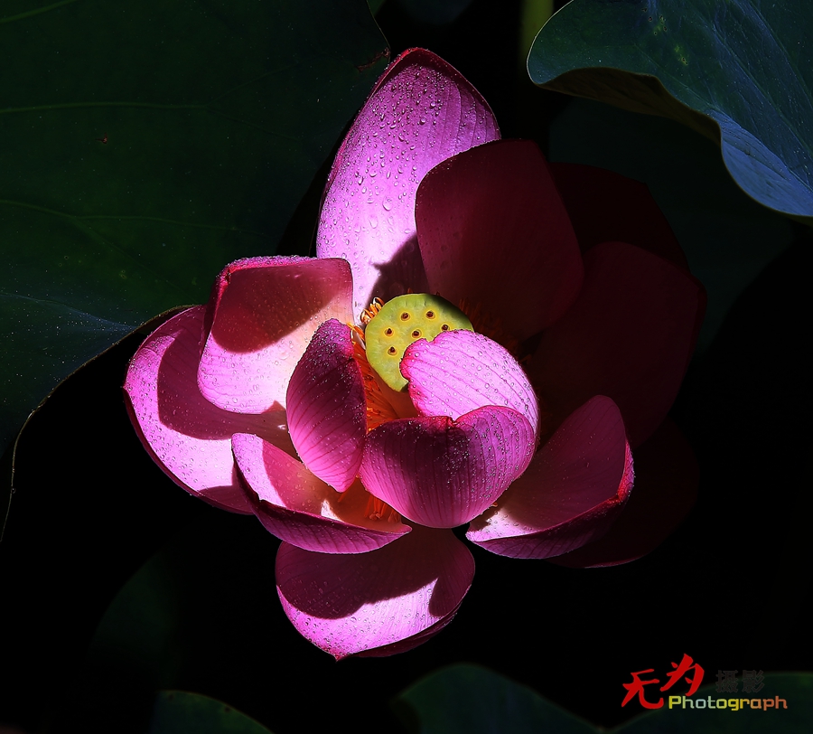 曲江-荷韵 (05).JPG