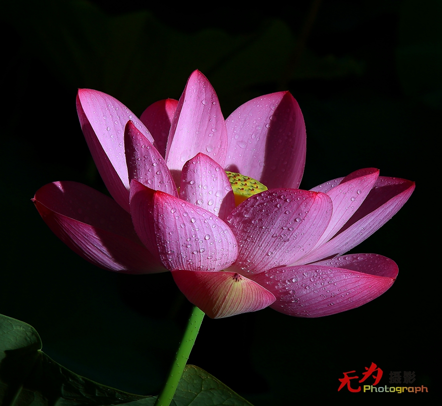 曲江-荷韵 (06).JPG