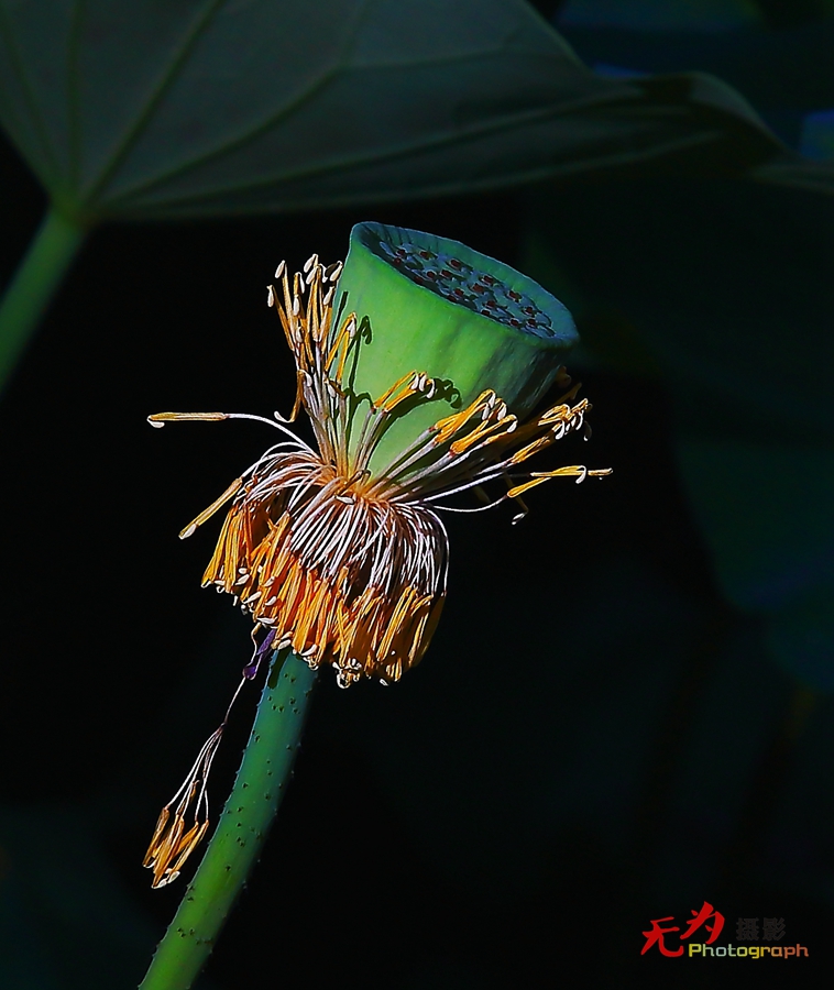 曲江-荷韵 (07).JPG