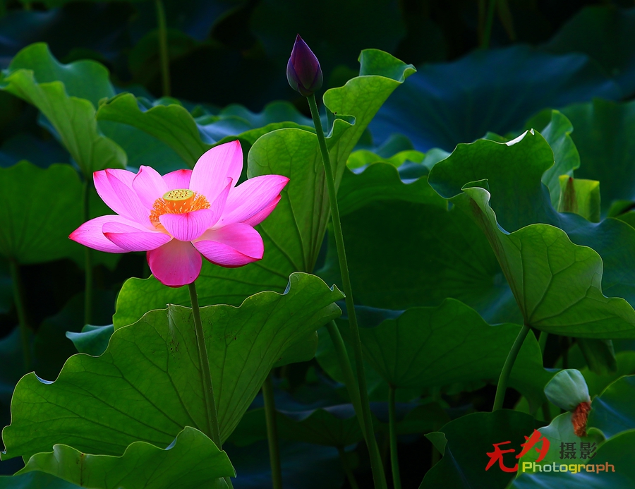 曲江-荷韵 (08).JPG