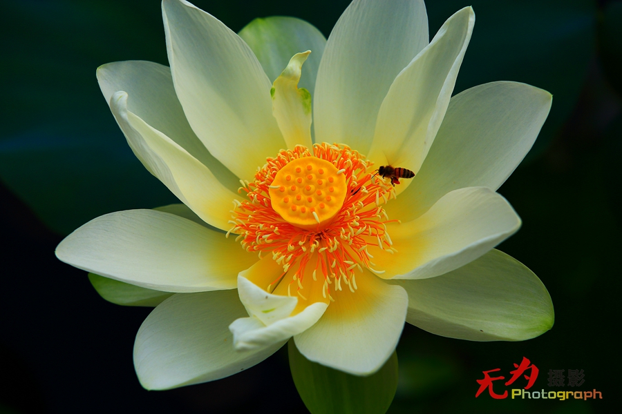 曲江-荷韵 (09).JPG