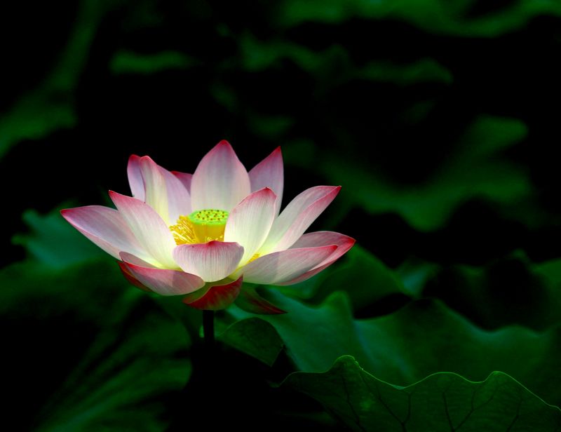 复件 (2) IMG_4934.JPG