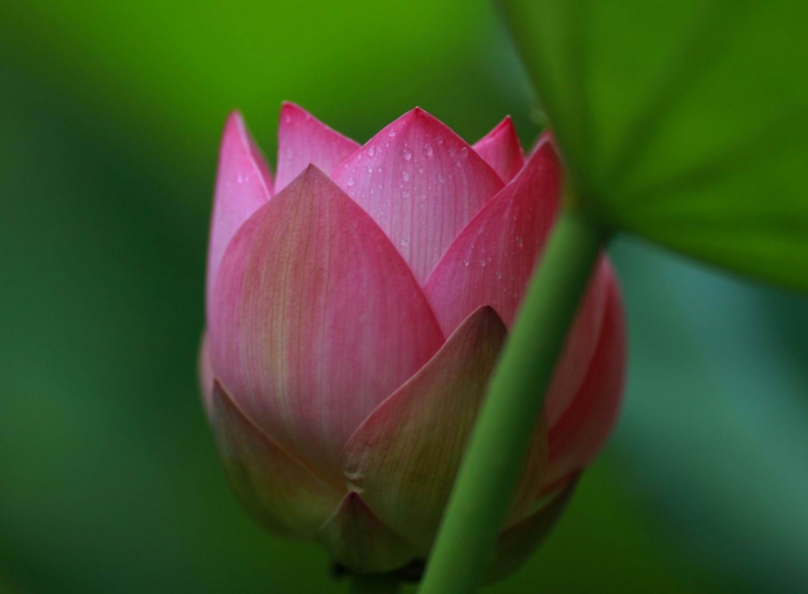 调整大小 IMG_8999j.jpg