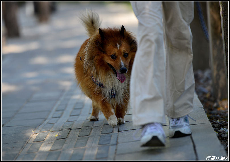 狗14.jpg