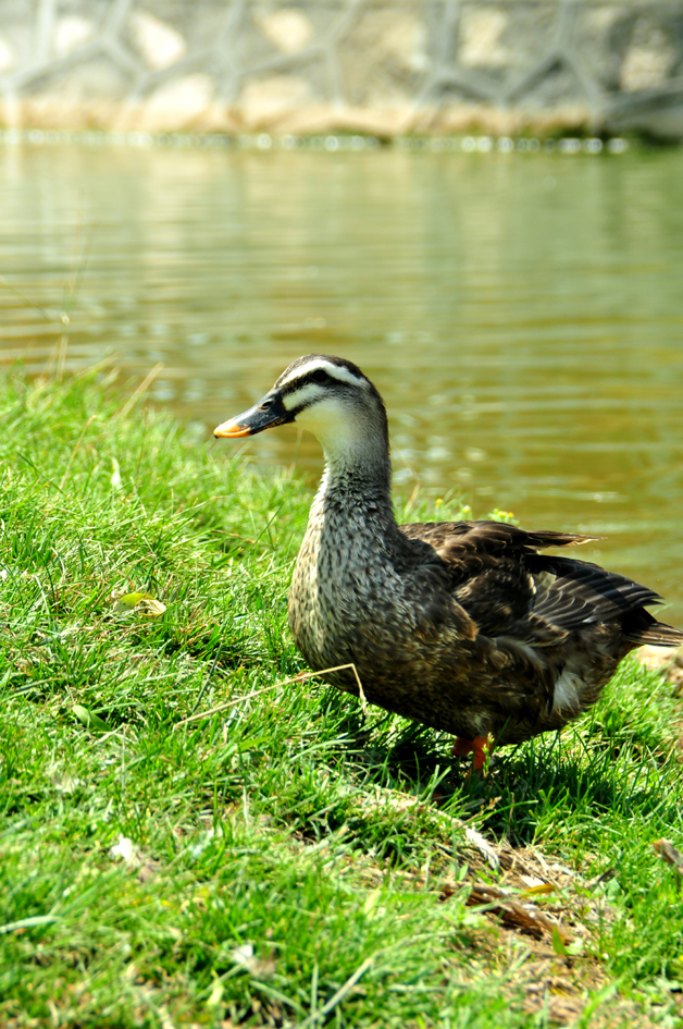 DSC_0409.JPG