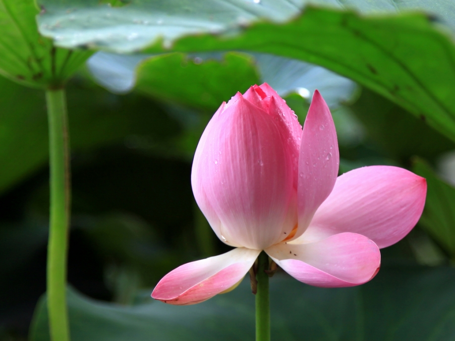 雨荷45.jpg