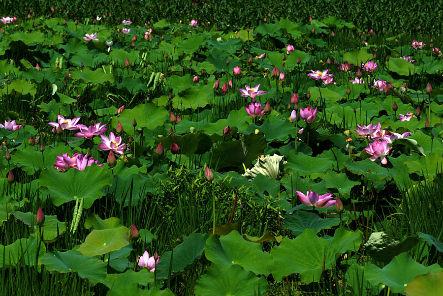 夏日 荷塘 (1).jpg