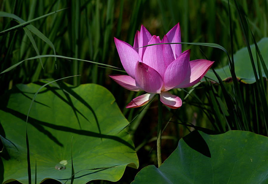夏日 荷塘 (2).jpg