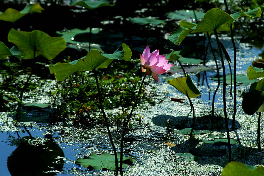 夏日 荷塘 (3).jpg