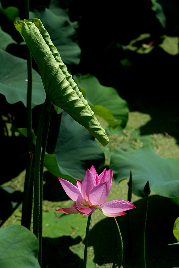夏日 荷塘 (4).jpg