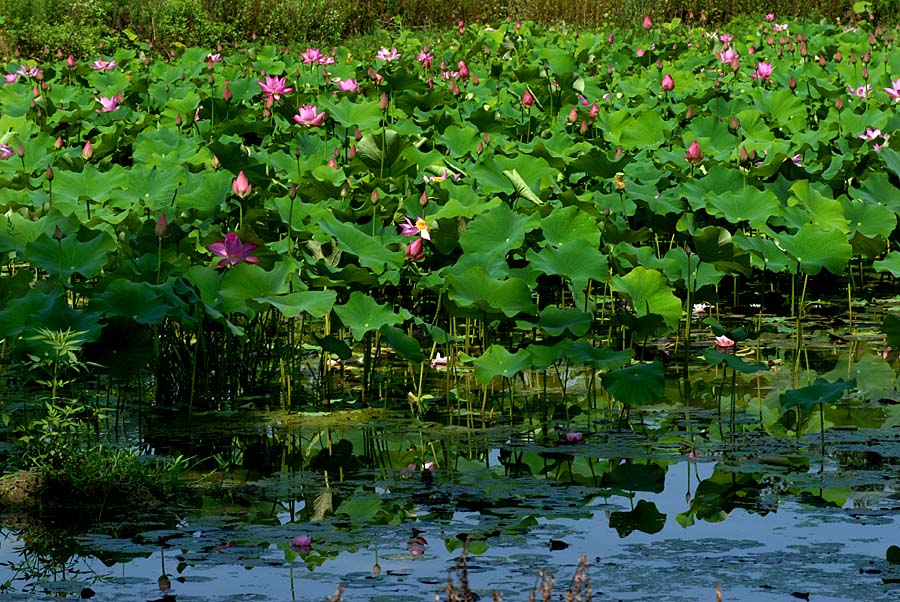 夏日 荷塘 (6).jpg