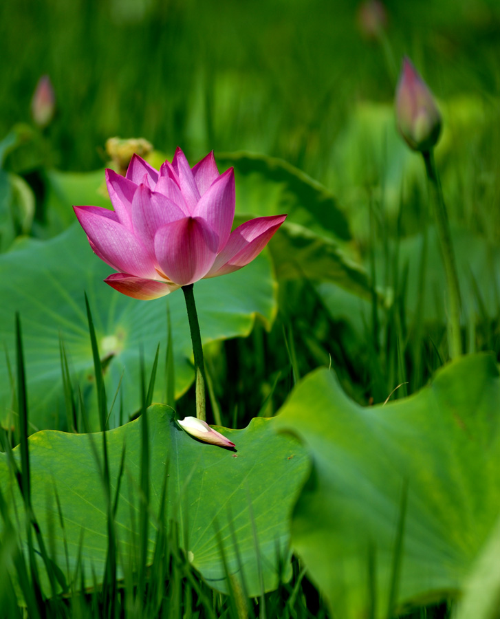 夏日 荷塘 (7).jpg