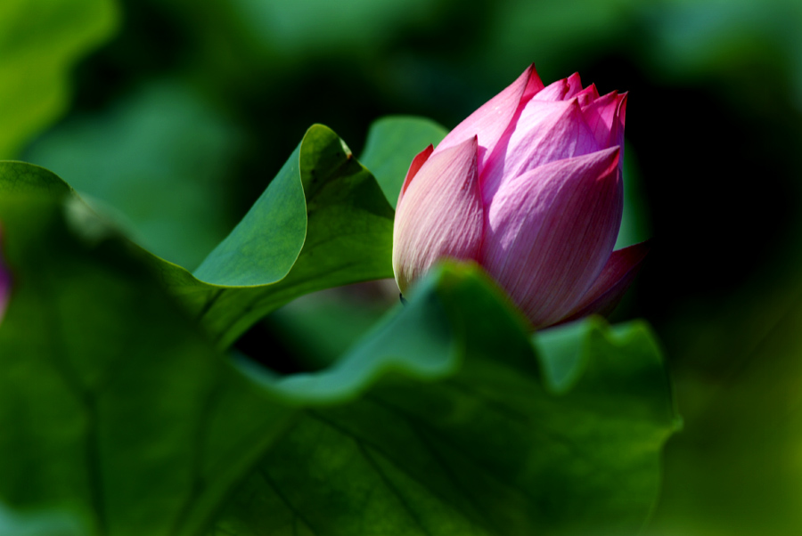 夏日 荷塘 (8).jpg