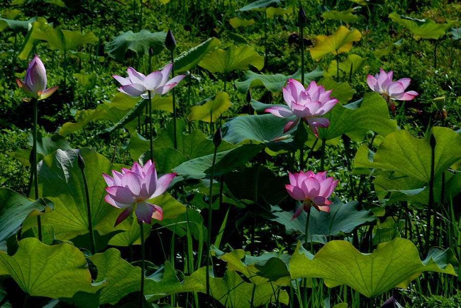夏日 荷塘 (9).jpg