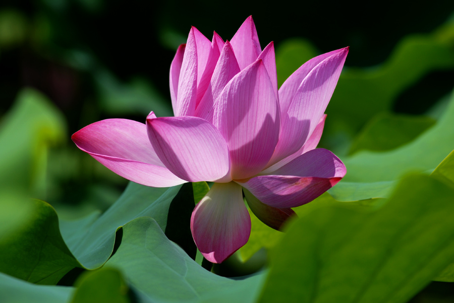 夏日 荷塘 (10).jpg