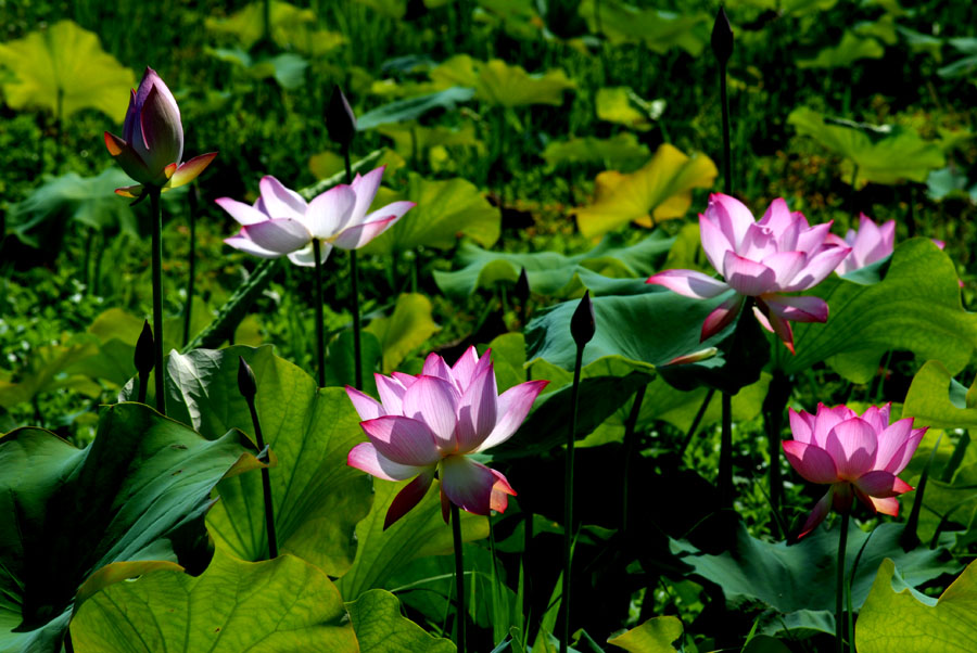 夏日 荷塘 (11).jpg