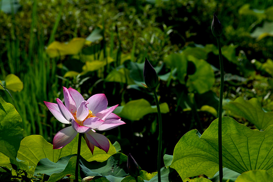 夏日 荷塘 (12).jpg
