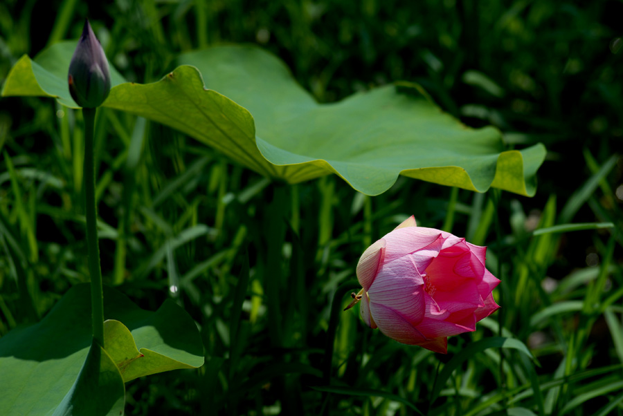 夏日 荷塘 (14).jpg