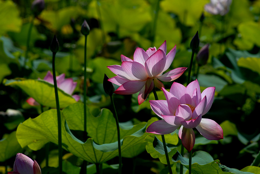 夏日 荷塘 (15).jpg