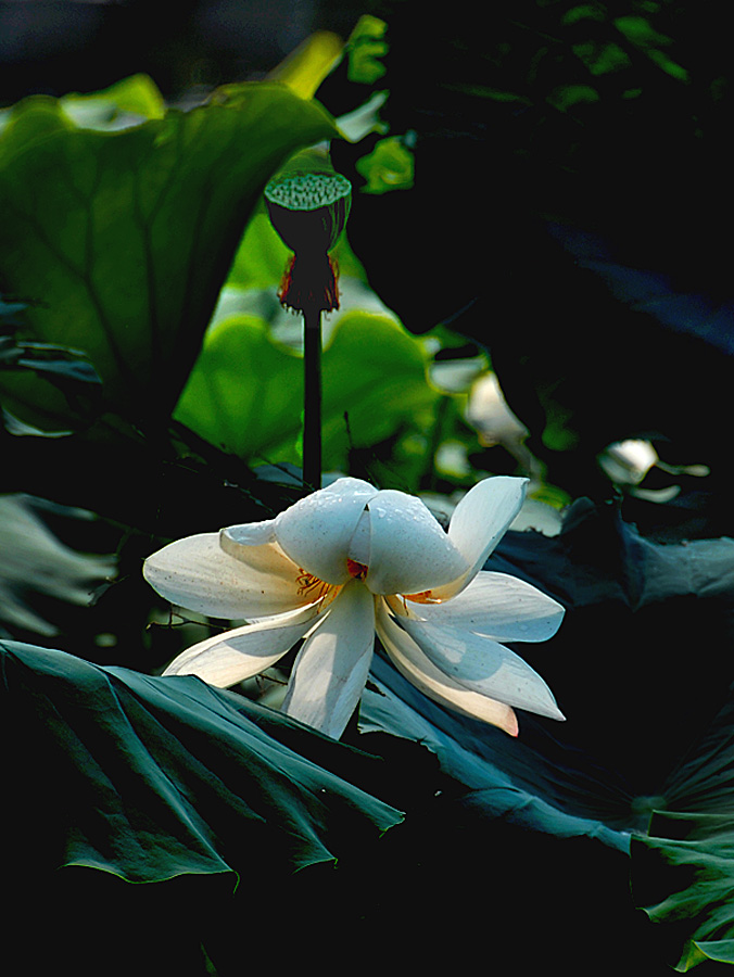 荷 塘 (11).jpg