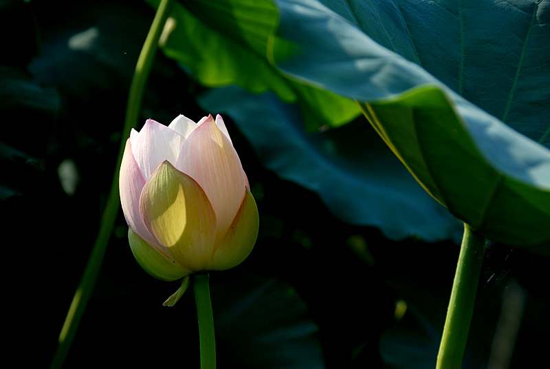 荷 塘 (12).jpg