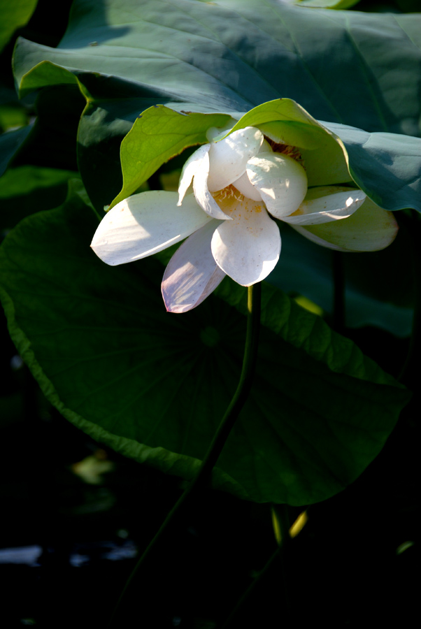 荷 塘 (14).jpg