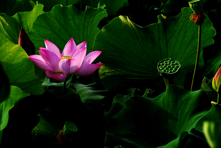 荷 花 (6).jpg