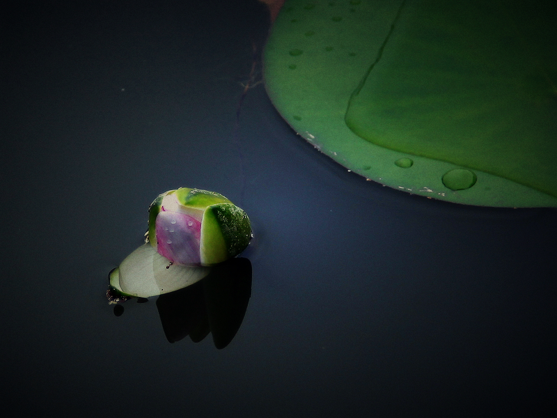 睡莲A.jpg