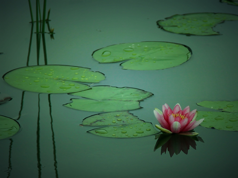 睡莲5.jpg