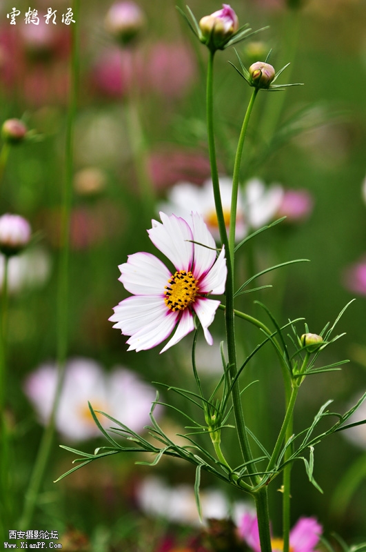 DSC_1698.jpg