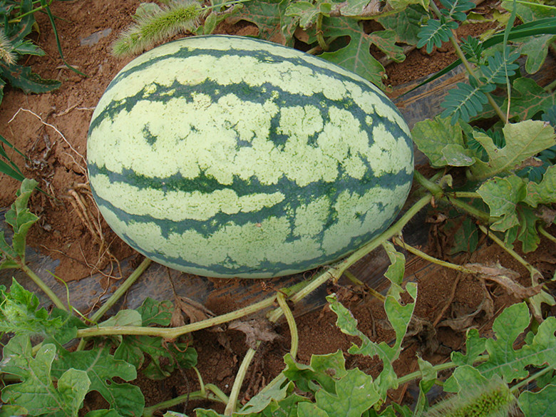 DSC09700_副本.jpg