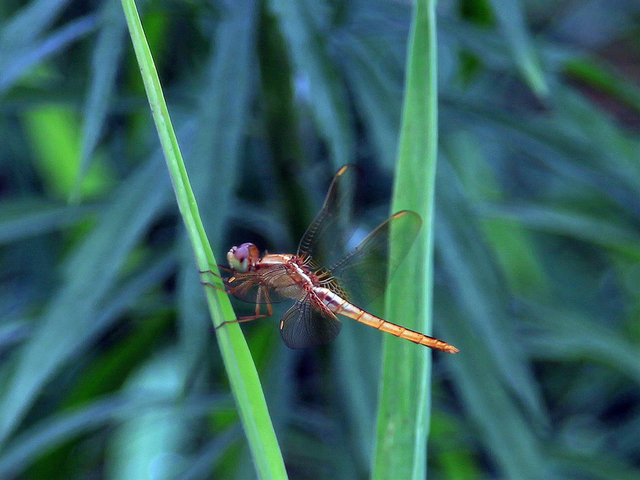 蜻蜓5.jpg
