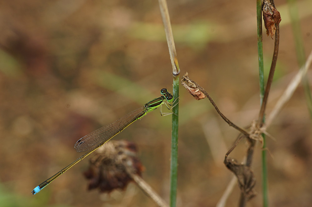 DSC09128 - 副本.JPG