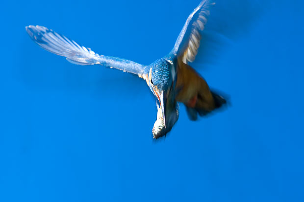flying-with-fish_1600109i.jpg
